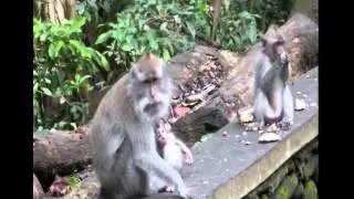 A Spiritual Journey to Bali