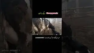 6000 plus milk cross cow