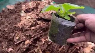 Cineraria repotting! Potting mixture! Preparation for spring 2025