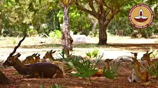 A Glimpse inside IIT Madras| Wildlife| Birds| Fauna| Nature
