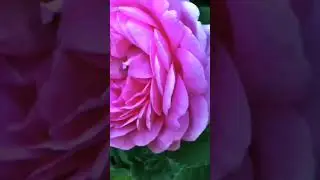 🌹Love Roses...? Subscribe us for more! #shorts #rosefacts #flowers #naturefacts #flowers
