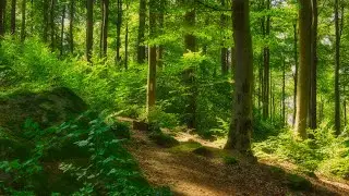 🌳 4K - Relaxing Nature Sounds For Stress Relief, Forest Sounds, Bird Song, ASMR, No AI