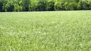 Farmland Flooding - Arkansas.MOV