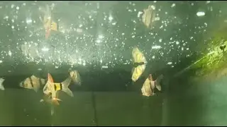 underwater fishing //  underwater house // underwater city// underwater drone