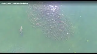 Season 7 Chasing GIANT schools of redfish on topwater with Peter Miller