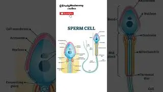 #sperm #spermcell #science #biology #biologynotes #neet #upsc #exam #exam #biologicalclassification