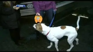 HOLIDAY SAFETY FOR CATS, DOGS AND BUNNIES