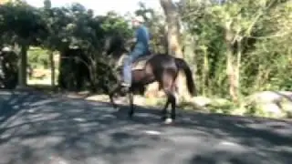 Caballo Angloarabe