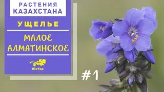 Растения Казахстана. Цветы Алматинских гор. часть 1.