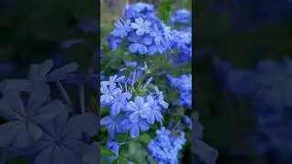 Cute Plumbago auriculata flowers.|#flowergarden #amazing #gardening