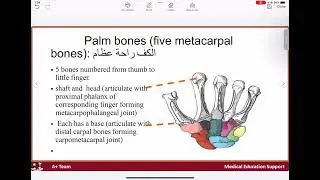 Bones of the upper limb part 4: hand