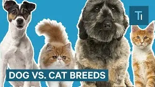 Why Dog Breeds Look So Different But Cats Don&rsquo;t