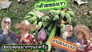 สวนมีกล้วย​ เริ่มสุกชิงนกมากินก่อน​ ตากแดด​แล้วอบ​ สามีถึงกับออกปาก​ อะไรของเธอเนี่ย!​|12.1.2026