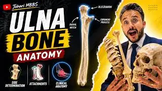 Ulna Bone Anatomy Made Easy | Side Determination, Attachments & Clinical Anatomy | Johari MBBS