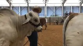 2018 Bluebonnet Kick Off Classic Junior Brahman Showmanship