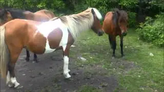 The Wild Ponies of Virginia Grayson Highlands