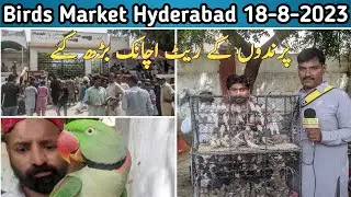 hyderabad birds market | exotic birds market latest update 18-8-2023 | panhwar bird lover