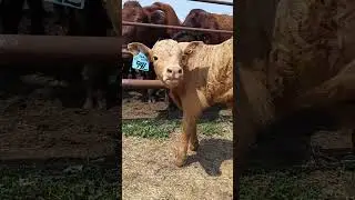 Introducing 