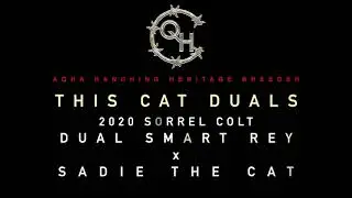 THIS CAT DUALS (Dual Smart Rey X Sadie The Cat)