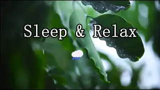 Calm Rain Sounds 🌧️ Gentle Rain Ambience for Sleep, Relaxation & Focus (3 Hours)