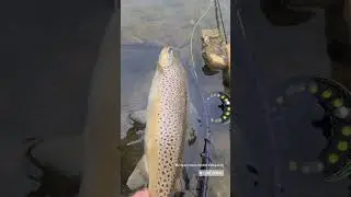 Massive Grand River Ontario Brown trout caught on the fly