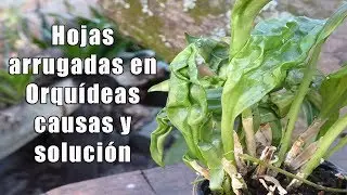 Hojas Acordeón en Orquídeas: Causas y Solución || Orquiplanet