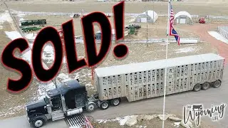 We Sold the Calves!!