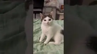 smiling cat  #cat #cutecat #animallovers