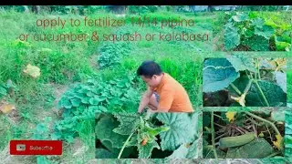 How to apply fertilizer crop cucumber (pipino)& squash (kalabasa) #elnidopalawan #cucumber