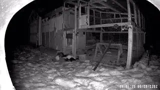 A skunk came to the chicken coop again