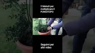 Pungitopo - Come moltiplicare una pianta di pungitopo