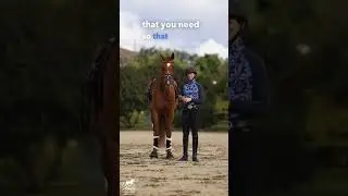Обучение пиаффе