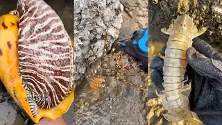 Catching Shrimp, Crabs, Fish, Octopus & Shellfish at Low Tide &ndash; Coastal Seafood Harvest 20260122