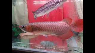 Asian Arowana Super red Grooming