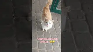 Бездомні котики #cat #animals #бездомнікоти #бездомныеживотные #homeless #homelesscat