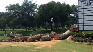Iconic Colonial tree felled by storm