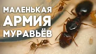 ЗАВЁЛ МАЛЕНЬКУЮ АРМИЮ МУРАВЬЁВ! Заселение колонии Pheidole pallidula в новую ферму! \\ Димон и пумба