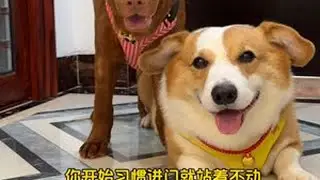 仅以此视频记录长久叔叔在我家寄养的70天 每天嘴上累死了但实际无怨无悔且舍不得，不老实五红长久，我做到了我当初的承诺，你回到家也一定要好好的（不要骂人不要搞对立，会删评论）#五红犬