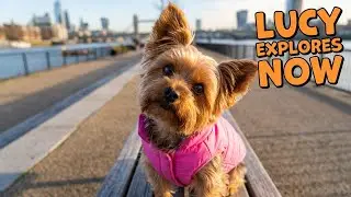Small Dog Big Personality on the Promenade