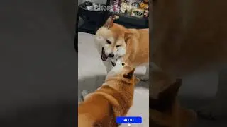 Too Cute! Puppy Bites Friend&rsquo;s Face 😍🐾 #animals #shorts #dog