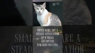 Meowtivation for Success vid no.75 #shorts #cat #cats #success