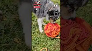 Treibball + tapis de fouille ballon : combo parfait pour chiens 🐕⚽