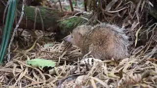 Tailless/Common Tenrec La R&eacute;union Island (rare sight in wildlife)