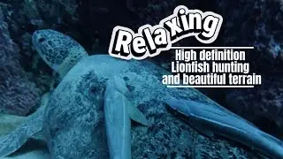 Incredible high definition Lionfish hunting with Lionfish extermination corporation! Long videos! 