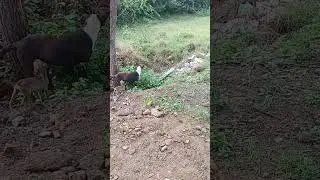 Dog eating plant!!😱