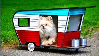 Cute Mini Pet Camper for Fun Adventures | Hasan mini farmer