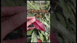 লাইলা মজনু গাছ/Chinese croton plant (&nbsp;Excoecaria cochinchinensis) Family:Euphorbiaceae