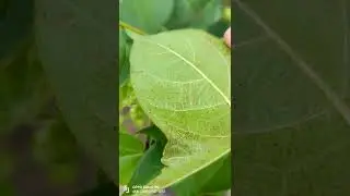 Thrips on Cotton
