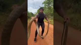 #Cobra #WildCreature