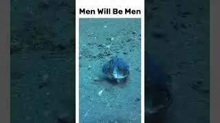 Two Male Crabs Fight Over Female Crab